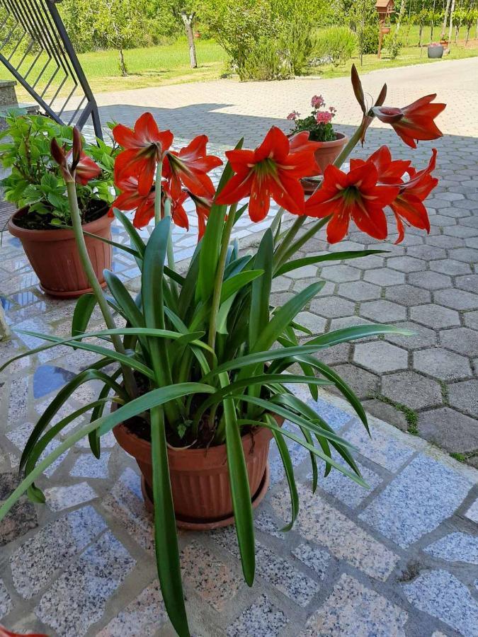 Apartman Martina Apartman Kršan Kültér fotó
